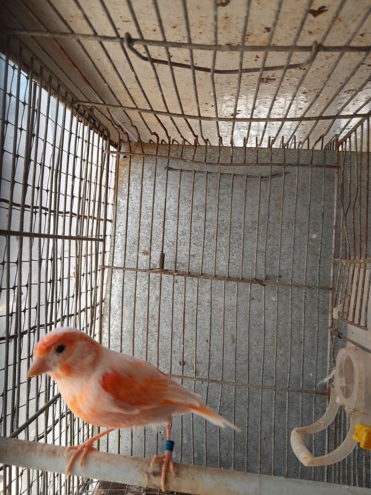 Canario vermelho mosaico