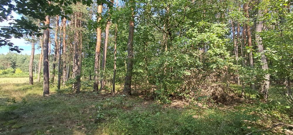 Sprzedam działkę w miejscowości Borów gm. Annopol