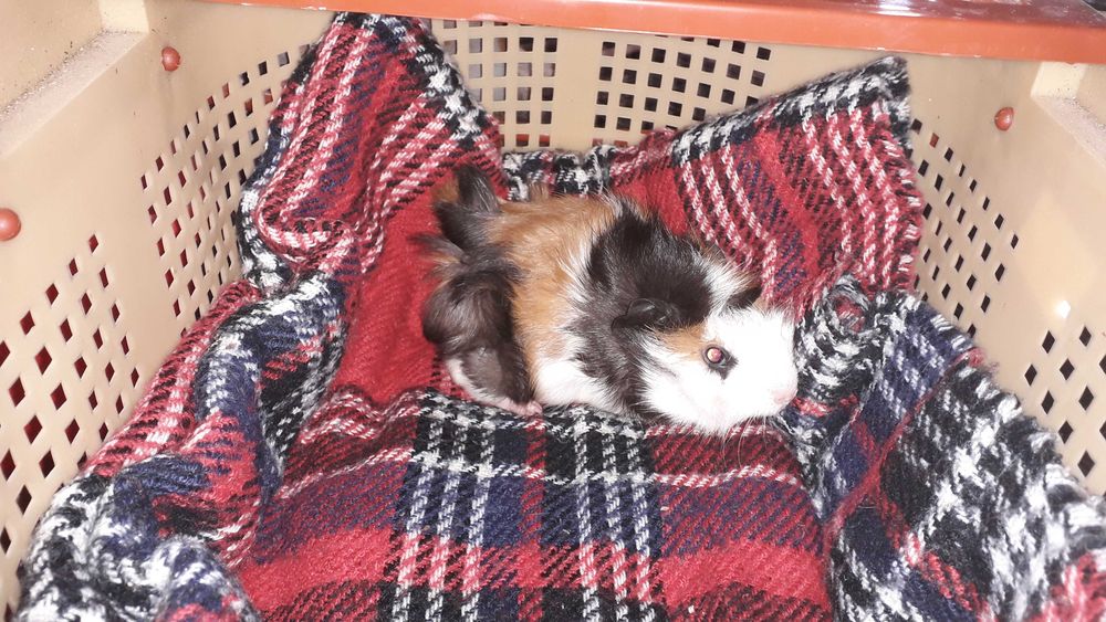 Морська свинка,  розетка