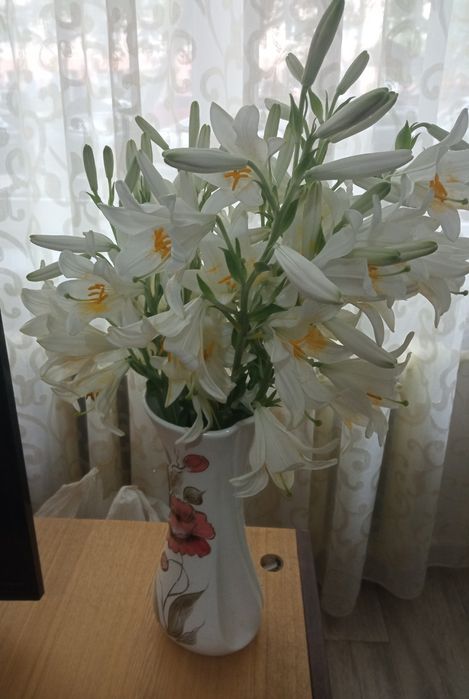 Сансевьерия. Хоста. Алое. Лилия белая