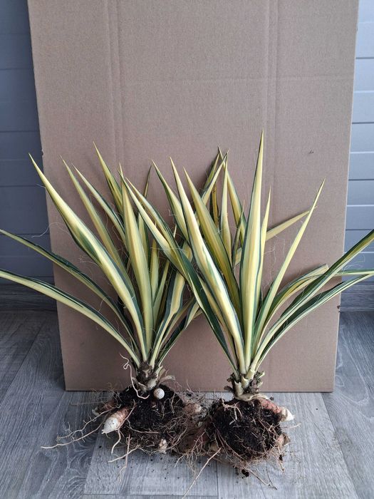 Juka żółta  Color Guard, piękna duża sadzonka!