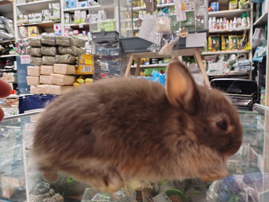 Królik miniaturowy