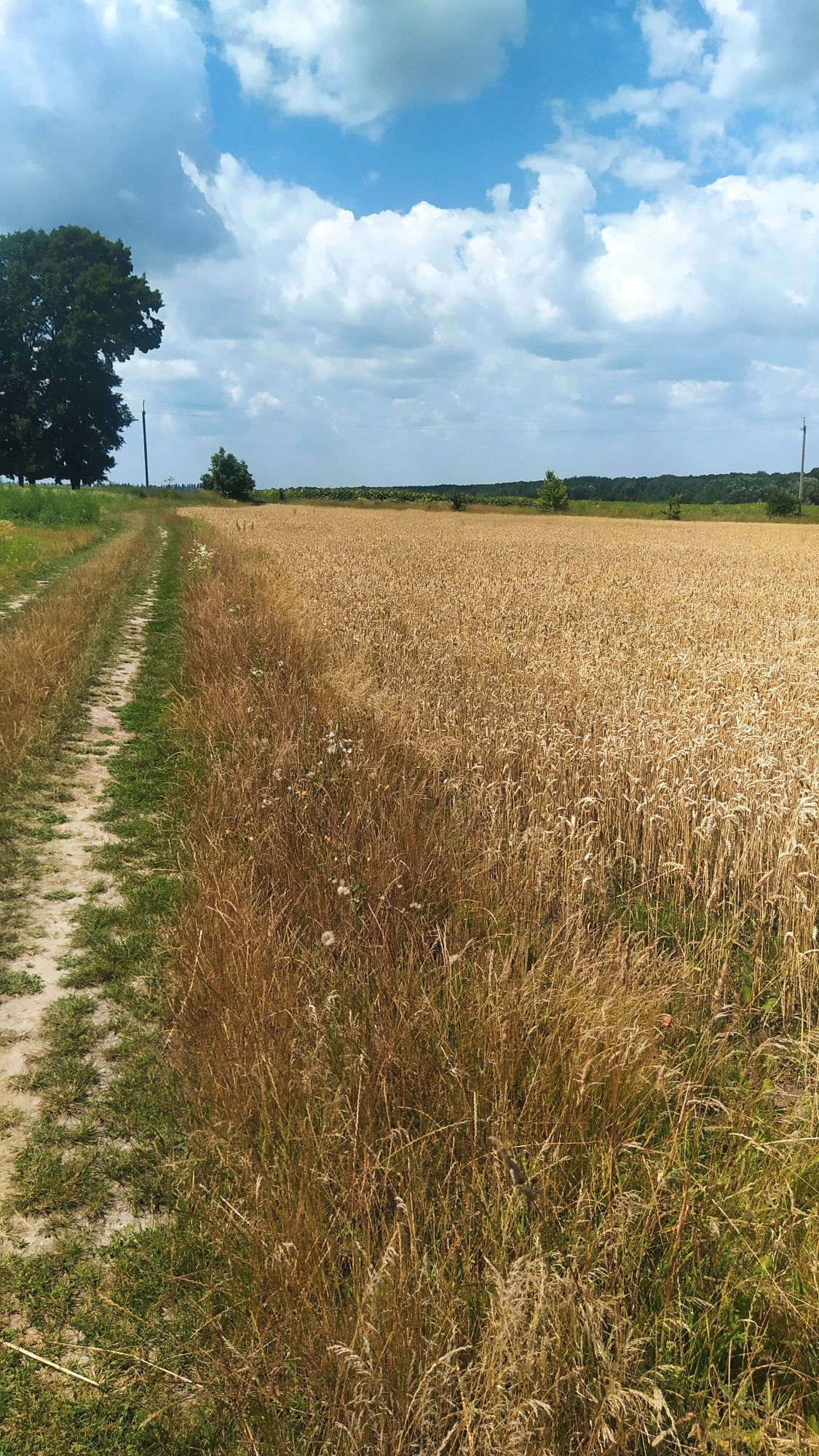 Продам землю під ОСГ 1га.