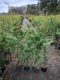 Brabant thuja 100-110cm