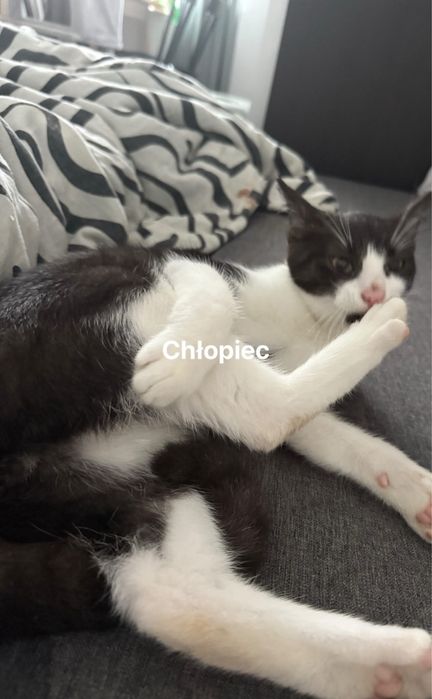 Oddam kotki tylko do domu