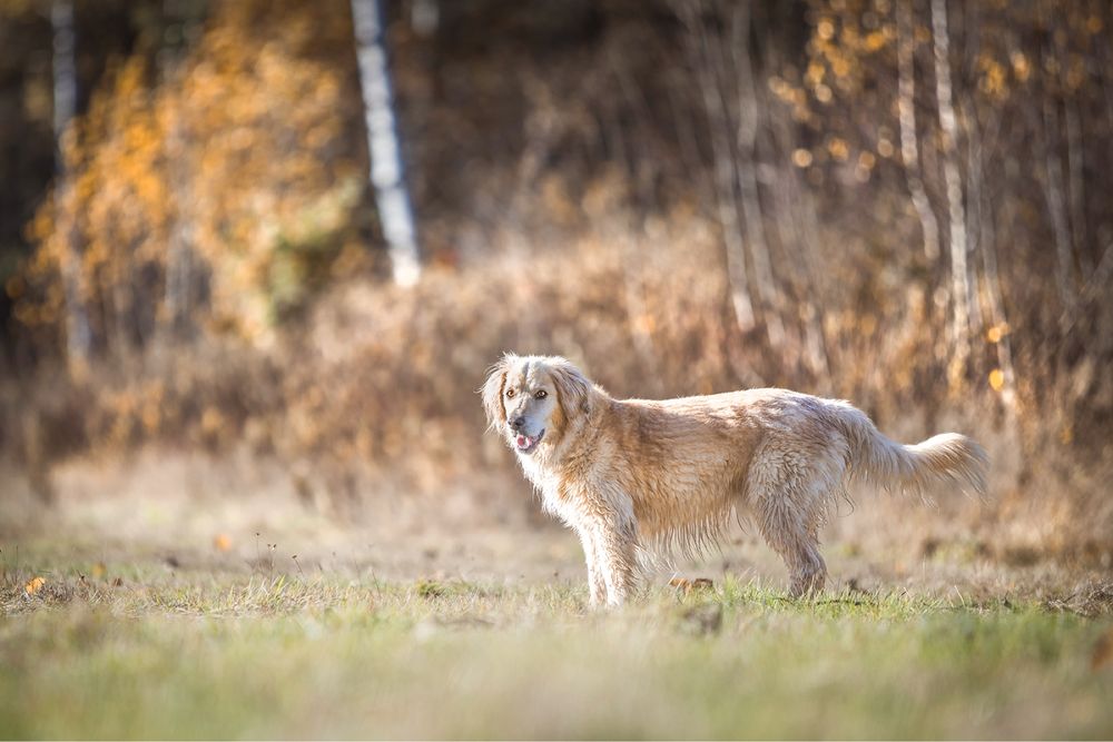 Borys - pies w typie rasy golden retriever prosi o szansę na dom