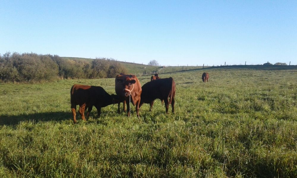 Jałówki rasy Polska Czerwona Zasoby Genetyczne