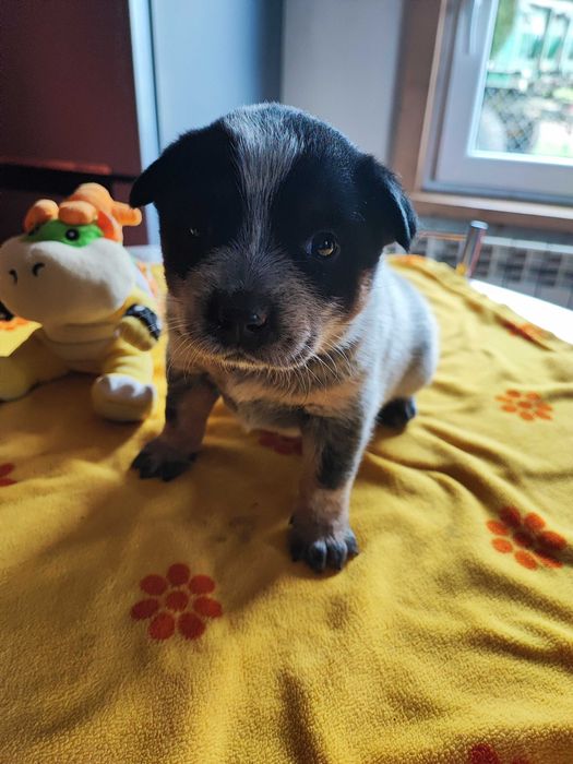 Suczka Australian Cattle Dog