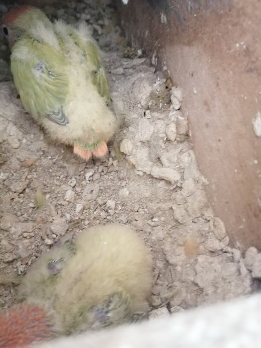 Rosicollis para criar à mão