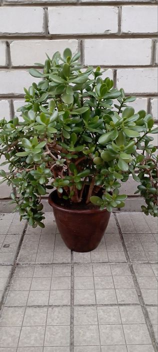 Продам денежное дерево