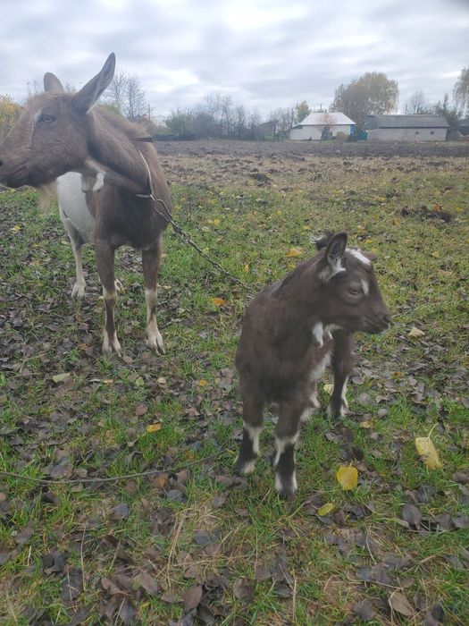 Козлик на племя, оба родителя безрогие