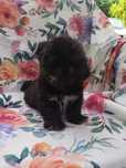 Shih tzu - suczka