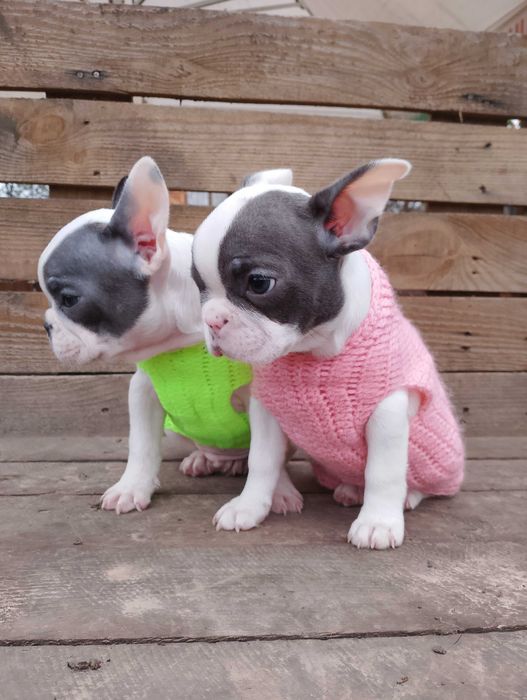 Мальчик и девочка французики