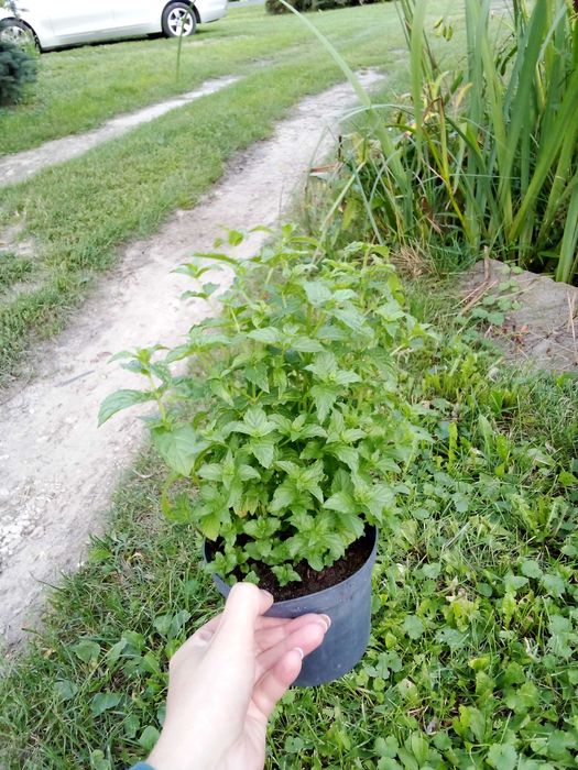 Duże sadzonki mięty 10 zł