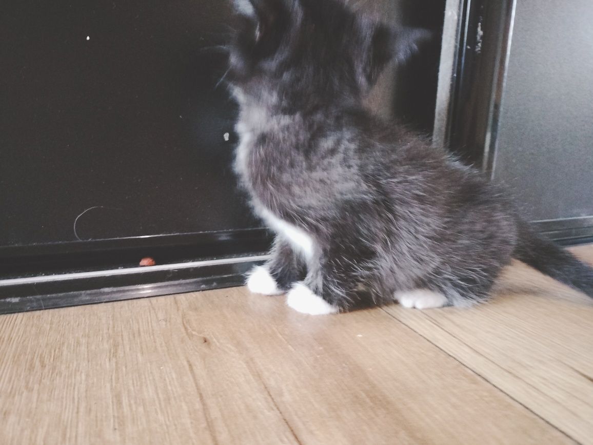 Kocurki do adopcji
