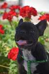 Buldog francuski czarny samiec -nowe fotki
