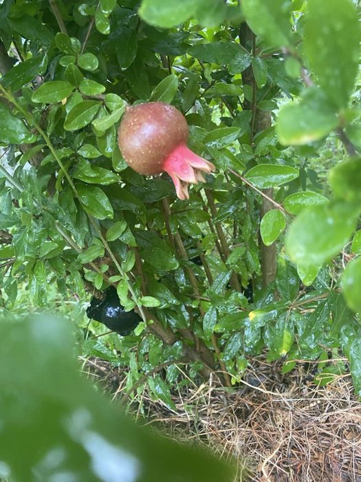 Продам сажанці декоративні і плодові рослини