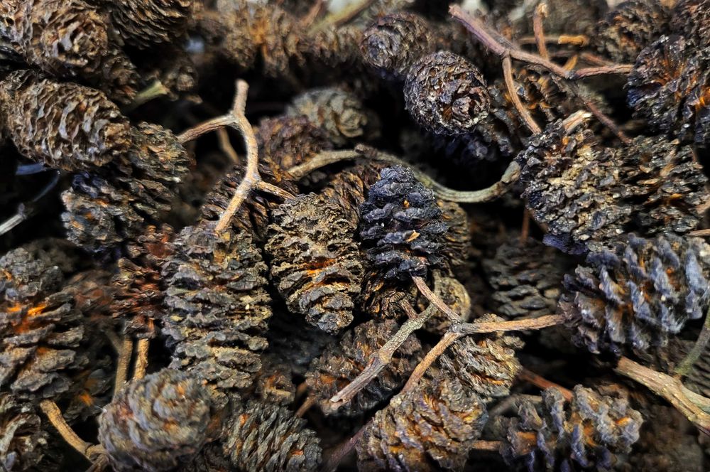 szyszki olcha czarna antyglon 100g (ok 500 szt.) liście do akwarium