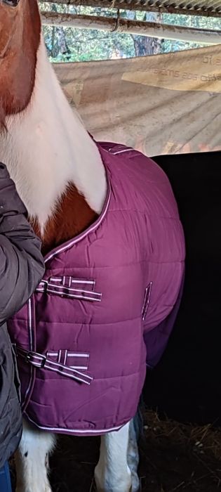 Cobrejão Para cavalo