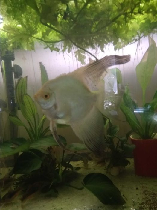 rybki akwariowe skalar