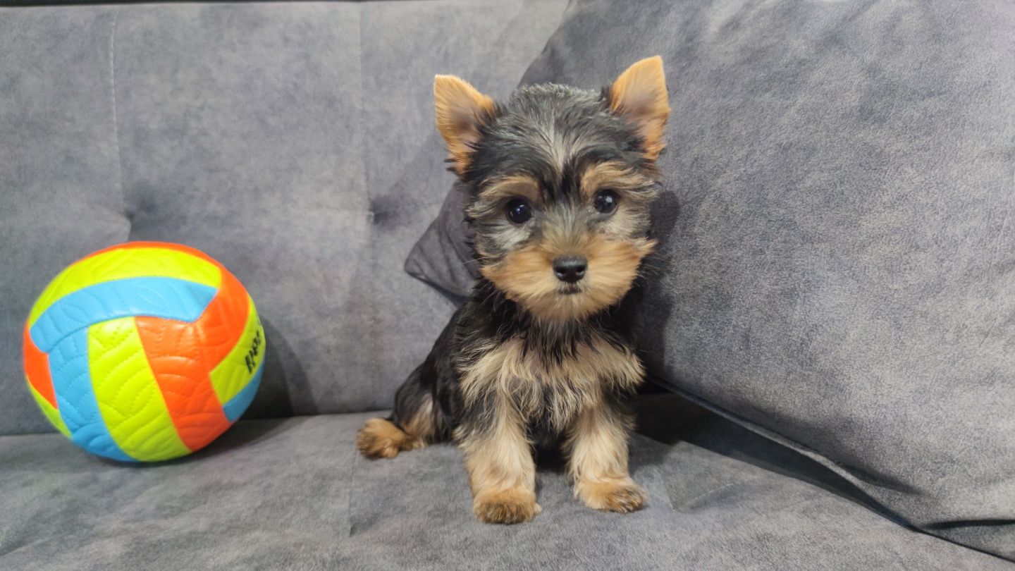 Yorkshire terrier york