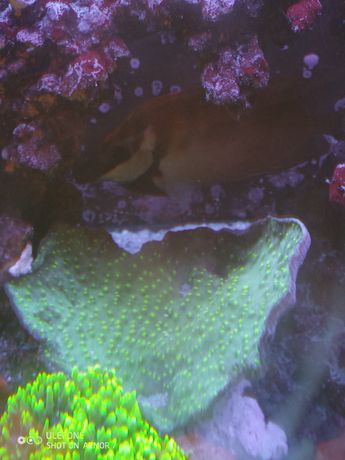 Echinopora - morskie