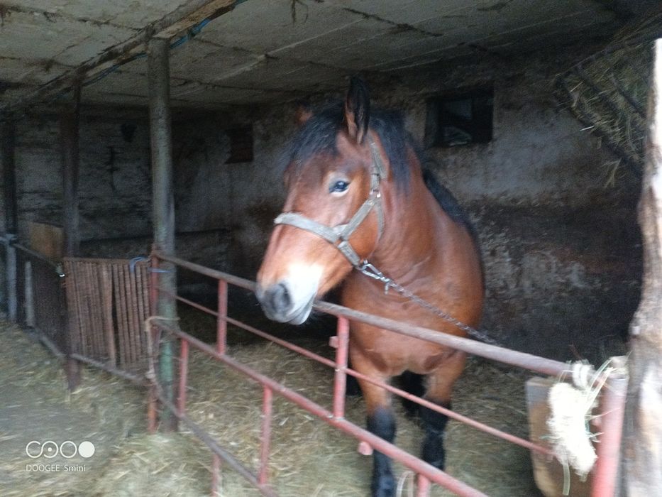 Żrebica zimnokrwiste