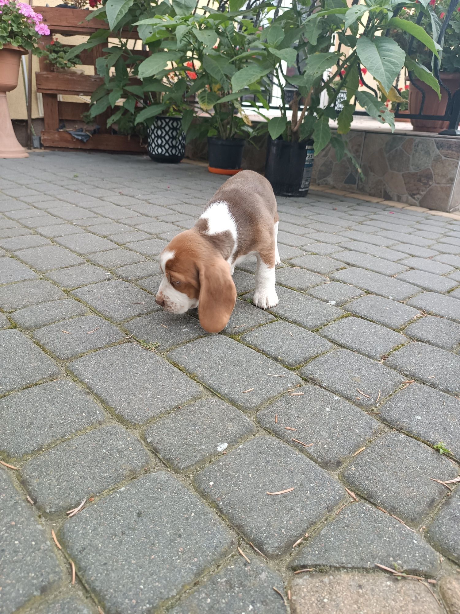 Szczeniak Beagl ( dziewczynka)