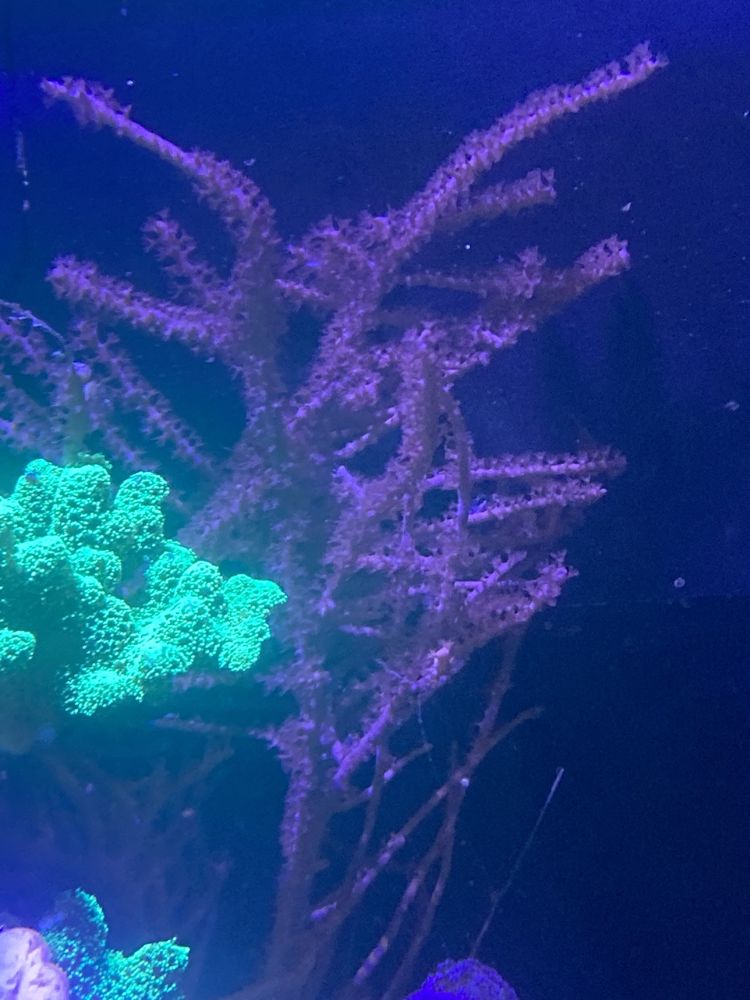 Koralowiec Pseudogorgonia