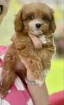 Cavapoo sunia red ruby