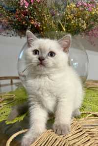 Kot szkocki prostouchy Scottish straight Scottish fold brytyjski