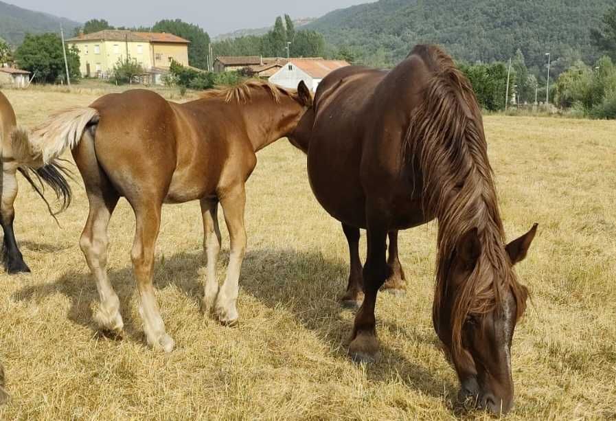 Poldro breton de 2025