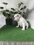 Buldog Angielski ZKwP FCI
