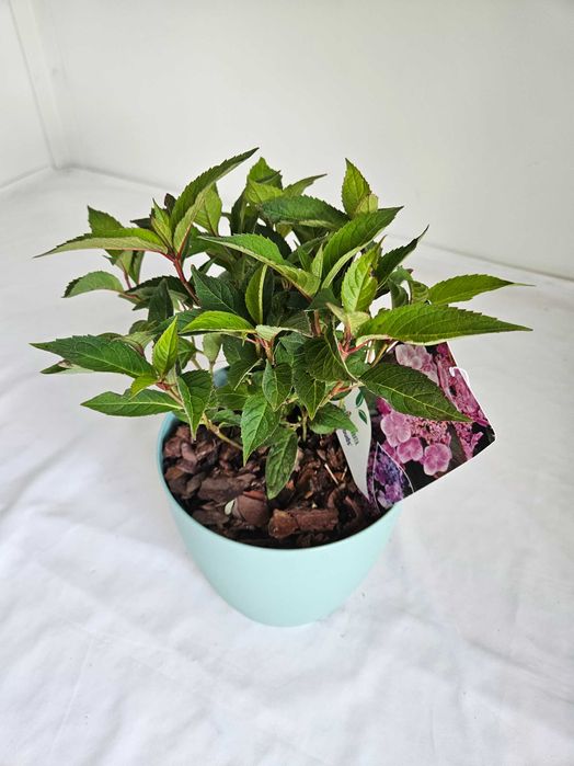 Hortensja bukietowa Blue Clouds 30cm C2 – krzew ozdobny + nawóz gratis