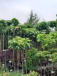Katalpa Catalpa Nana 120-250 cm Palisada.Tuja szmaragd