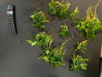 Anubias plus inne rośliny akwariowe