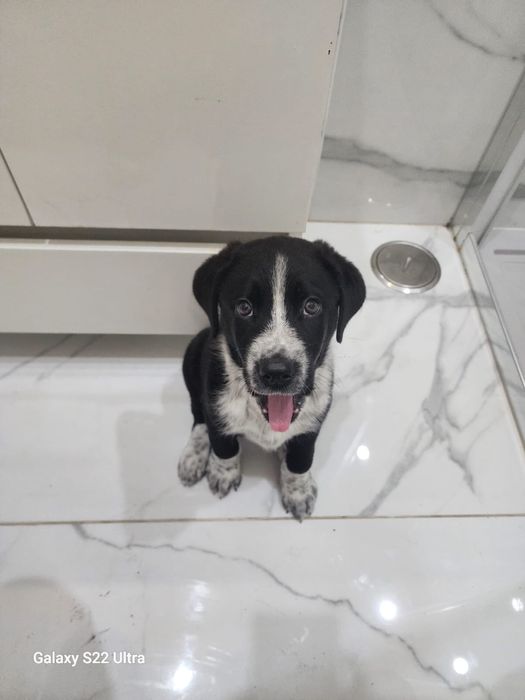 Caozinho de dois meses pra doar