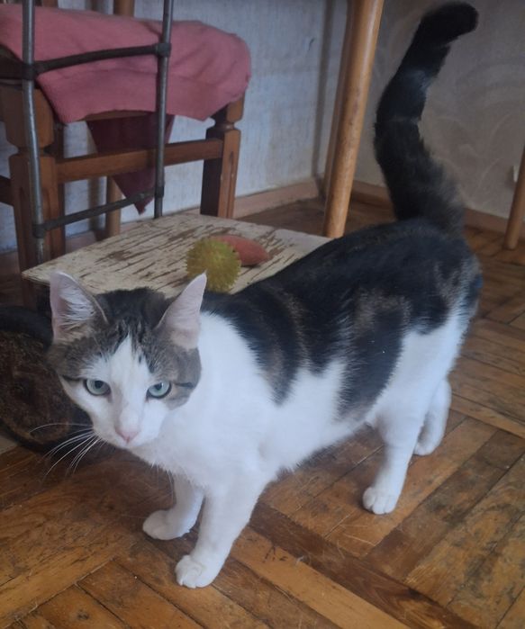 Шикарному котику нужен дом