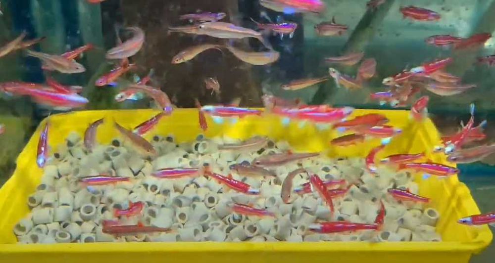 Peixe Arco iris \ notropis chrosomus - AGUA FRIA