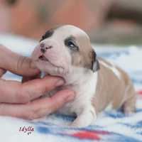 American Staffordshire Terrier - doskonały rodowód