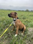 Obroża John Dog czarna rozmiar S szczeniak maly pies