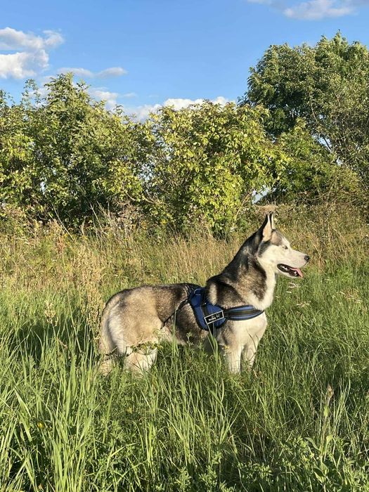 Suczka rasy Husky