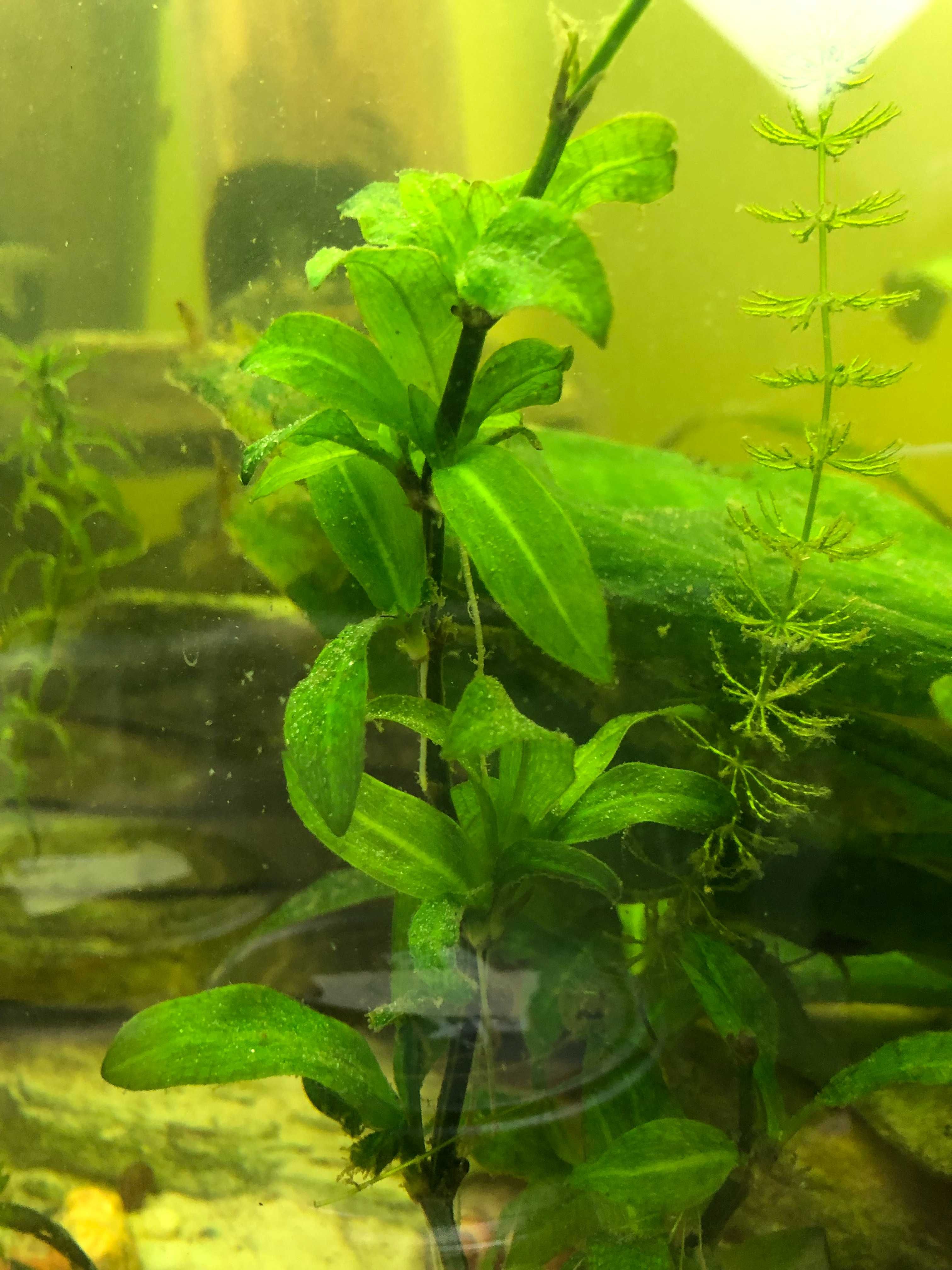 Roślina akwariowa Żabienica (różne wielkości i rodzaje) !