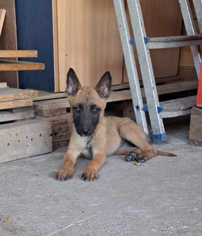 Owczarek belgijski Malinois suczka gotowa do odbioru