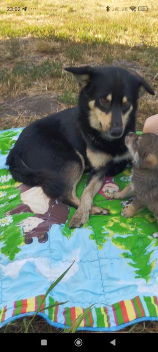 Розшукуємо собаку Джексон