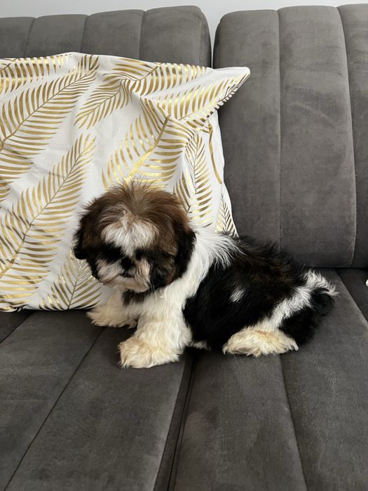 Szczeniak shih tzu