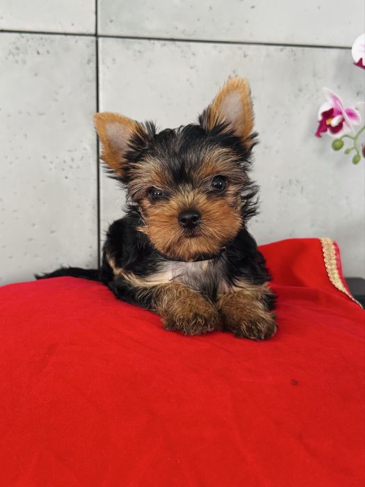 York,Yorkshire Terrier sunia ZKwP FCI po Multichampionie