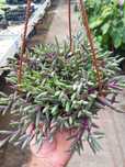 Senecio purple flash