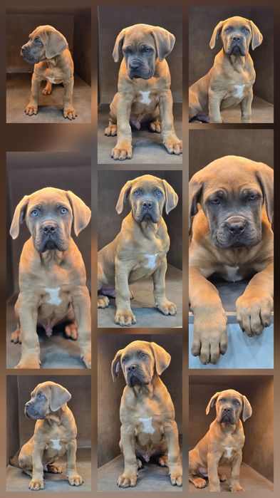 Cane corso Italiano Fomentino
