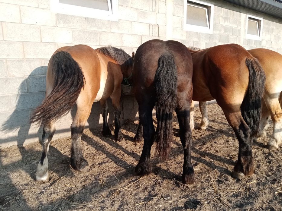 Ogier zimnokrwisty  sztumski